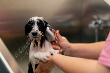 Kuaförde kapana kısıldık. Küçük siyah bir köpek. Bakımcı, soğuk küvette köpeğini yıkıyor.
