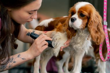 Bakım salonunda küçük kral spanyel yıkanır ve pençeleri tımarcı tarafından budanır.