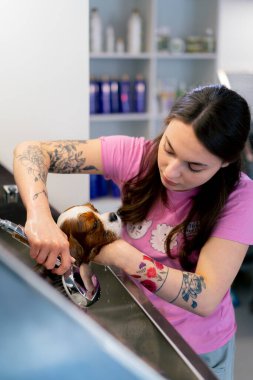 Kuaförde küçük bir köpek kral spanyel bir bakıcı metal bir küvette köpeğini yıkıyor soğuktan titriyor