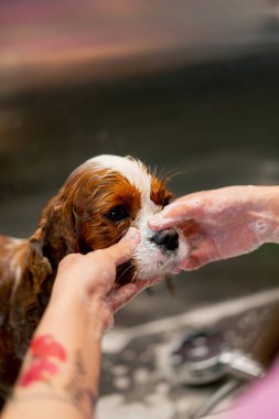 Bir kuaföre yakın bir yerde, küçük bir kral köpek, metal bir küvette köpüren bir tımarcı tarafından köpürtülür.