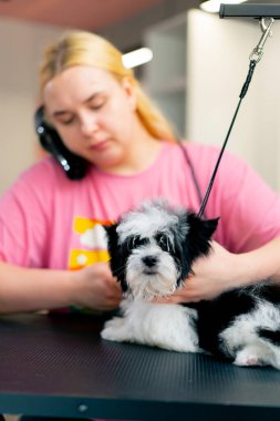 Bir kuaförde, banyo yaptıktan sonra yıkanan siyah bir köpek, saç kurutma makinesi ve tarak ile kurutur.