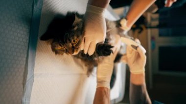 Veteriner kliniğindeki dikey video. Veteriner doktor kedinin karnını ultrason için tıraş ediyor.