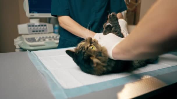兽医诊所的兽医医生把一只猫放在一个躺着的位置上 另一个是准备超声波 — 图库视频影像