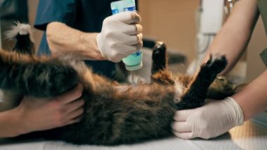 Bir veteriner kliniğinde veteriner bir kedinin midesine mavi kayganlaştırıcı sıkar.