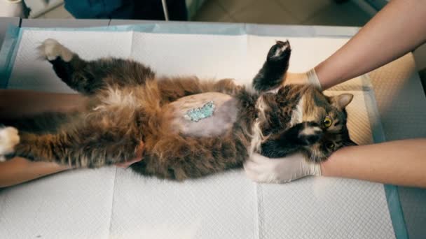Veterinary Clinic Cat Lying His Back Blue Lubricant His Stomach — Stock Video