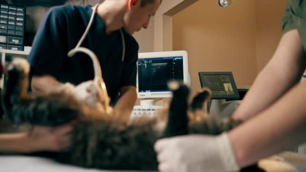 Veterinerlik Kliniğinde Veteriner Kedilerin Karnındaki Asistanların Ultrason Taramasına Bakar — Stok video