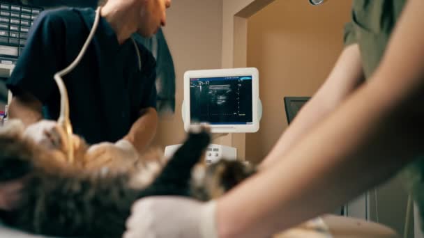 Veterinary Clinic Veterinarian Doctor Looks Ultrasound Scan Cats Belly Assistants — Stock Video