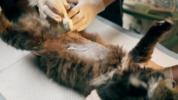Close Veterinary Clinic Veterinarian Doctor Looks Ultrasound Scan Cats Belly — Stock Video
