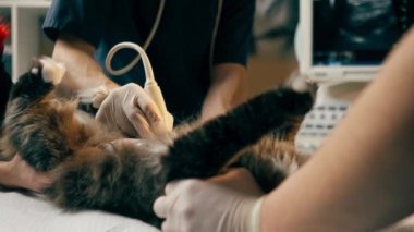 Veteriner kliniğine yakın bir yerde veteriner doktor kedilerin karnındaki asistanların ultrason taramasına bakar.