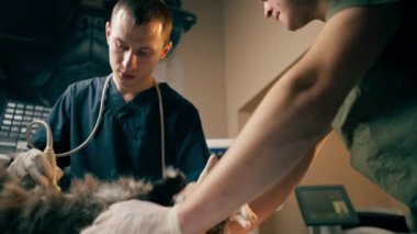 Veterinerlik kliniğinde veteriner, kedilerin karnındaki asistanların ultrason taramasına bakar.