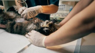 Veterinerlik kliniğinde veteriner, kedilerin karnındaki asistanların ultrason taramasına bakar.