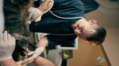 Veteriner kliniğindeki bir veteriner doktordaki dikey video kedi karnındaki asistanların ultrason taramasına bakıyor.