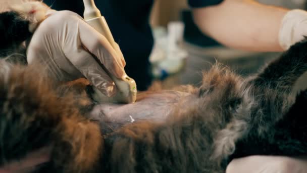 关在兽医诊所兽医医生对一只猫的腹部助理进行超声波扫描 — 图库视频影像