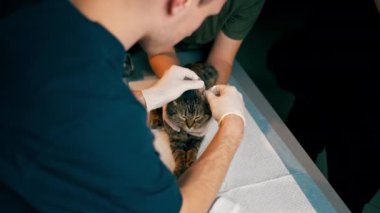 Bir veteriner kliniğinde veteriner bir diğerini tutar ve bir kedinin kulağından örnek alır.