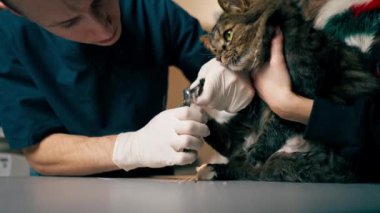Bir veteriner kliniğinde sahibinin elinde bir kedi var ve doktor pençelerini buduyor.