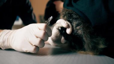 Veteriner kliniğine yakın bir yerde. Sahibi bir kedi tutuyor ve doktor pençelerini buduyor.