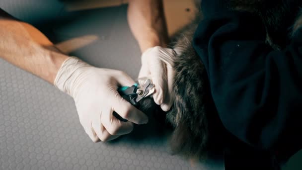 飼い主が猫を飼っている獣医クリニックに近づいて 医師は爪をトリミングしています — ストック動画