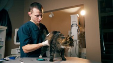 Bir veteriner kliniğinde veteriner bir kedinin karnını doyurur.