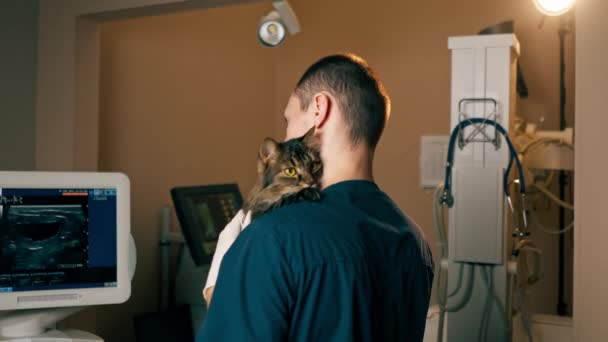 兽医诊所兽医背对着我们站着 抱着猫晒太阳 — 图库视频影像