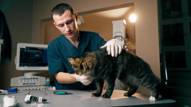 Veterinary Clinic Veterinarian Checks Condition Cats Teeth — Vídeo de Stock