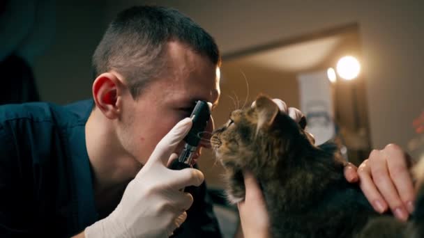 Veterinerlik Kliniğine Yakın Plan Çekilmiş Veteriner Doktor Kedilerin Gözlerinin Durumunu — Stok video