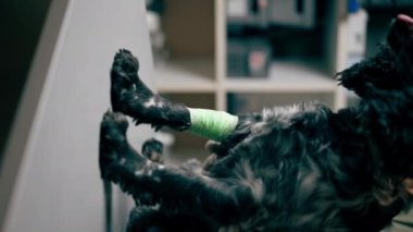 Bir veteriner kliniğinde dikey çekim yapan doktor siyah bir spanyel 'in bandajlı patisini tutuyor.