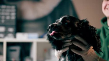 Siyah bir spanyel 'in veteriner kliniğindeki portresi. Doktor köpeği okşar.