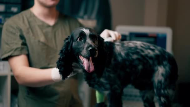 兽医诊所的医生用传感器检查狗皮下的芯片 — 图库视频影像