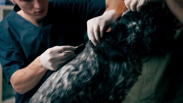 Close Uma Clínica Veterinária Processo Micro Lascar Cão Preto Cernelha — Vídeo de Stock