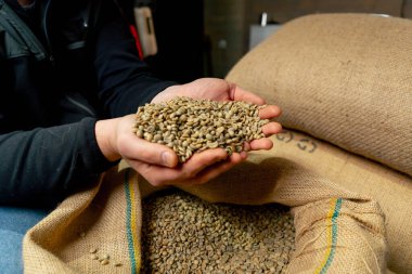 Kahve kızartma fabrikasına yakın plan. Elinde yeşil kahve tutan bir işçi. Yeterince uyuyor.