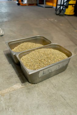 Küçük bir kahve kızartıcı fabrikada demir kaplarda yeşil kahve kızarmaya hazırlanıyor.