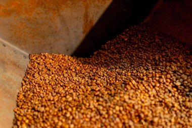 Taze kahve kavrulmuş demir bir kabın içindeki kahve kızartma fabrikasının yakın çekimi.