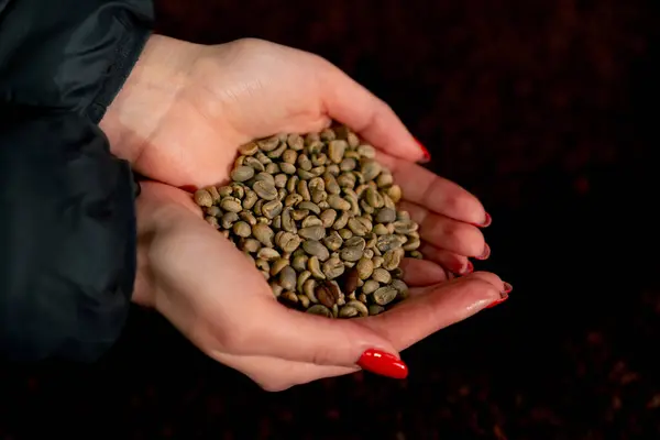Close Girl Holding Freshly Green Coffee Her Hands Roasting Factory — Stockfoto