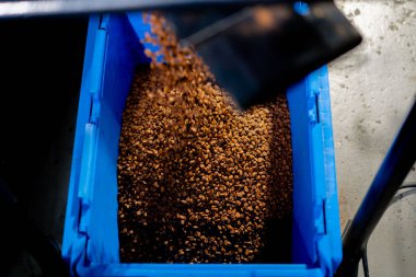 Kahve kızartma fabrikasına yakın çekim. Mavi bir konteynıra kahve dökülüyor.