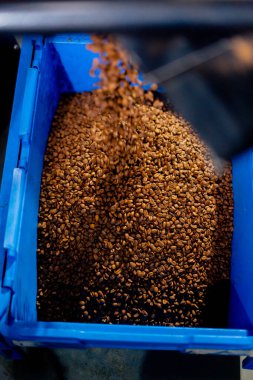 Kahve kızartma fabrikasına yakın çekim. Mavi bir konteynıra kahve dökülüyor.