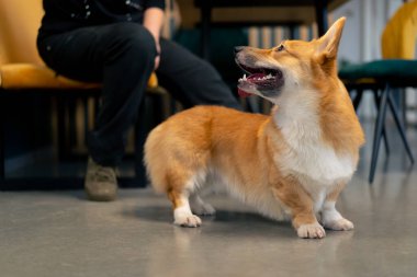 Masanın yanında çok şirin kırmızı bir Corgi duruyor ve sahibine bakıyor.