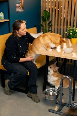 Hanımefendinin kollarında oturan çok tatlı küçük kırmızı Corgi kafede yüz tane samimi toplantıya yaslanıyor.