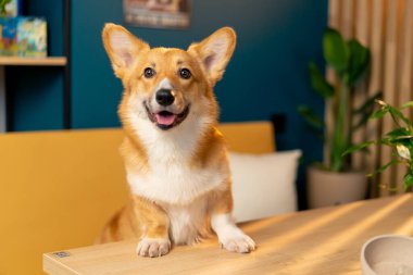 Çok tatlı, küçük kırmızı Corgi sabah kahvaltının birinde yüz tane samimi bir şekilde toplanıyor.