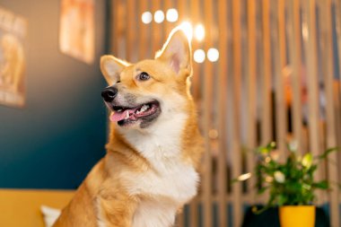 Çok tatlı küçük kırmızı Corgi 100 numaralı masaya yaslanmış bir kafede sabah kahvaltısında toplanıyor.