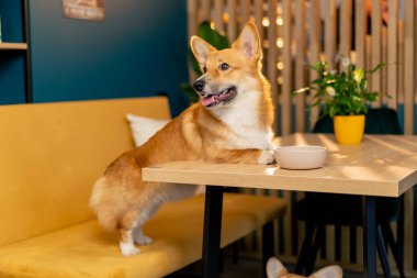 Çok tatlı küçük kırmızı Corgi sarı bir kanepede bir masaya yaslanmış duruyor.
