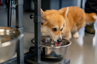 Çok tatlı küçük kırmızı Corgi masanın altında oturur ve etrafa bakarak bir kaseden su içer.