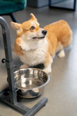 Çok tatlı küçük kırmızı Corgi masanın altında oturur ve etrafa bakarak bir kaseden su içer.