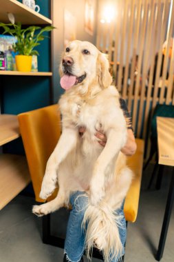 Bir av köpeği sahibine sarılır. Sarı bir kanepede. Bir hayvanla aile fotoğrafı.