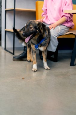Bir şeyden korkan bir kadının yanında duran köpek sadece sahibinin güvenini kaybeder.