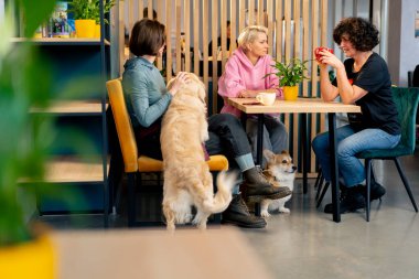 Üç kadın köpekleriyle bir kafede oturuyor. Evcil hayvanları da kafede dinleniyor. Üç arkadaşlarıyla buluşuyorlar.