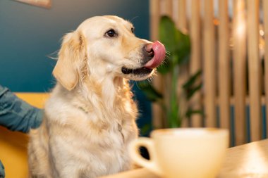 Av köpeği cinsinden bir köpek, bir kafede bir masaya oturur. Dili dışarı sarkmış, hoşgörülü ve hayvanlarla aşk yapar.