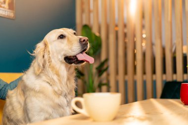 Av köpeği cinsinden bir köpek, bir kafede bir masaya oturur. Dili dışarı sarkmış, hoşgörülü ve hayvanlarla aşk yapar.