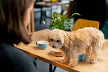 Masada kucak köpeği var. Yanında olmaktan mutlu ve lezzetli bir şekilde ilk kez köpek kafesine gidiyor.