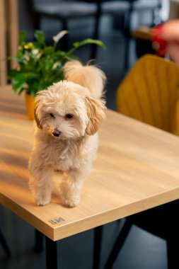 Masadaki küçük kucak köpeğinin portresi. Hayvanları seven bir köpek kafesine ilk seyahatim.