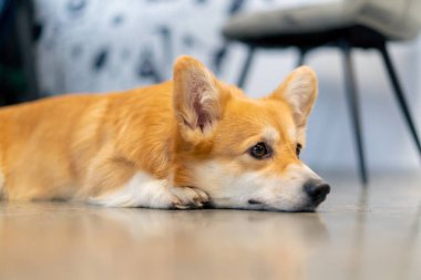 Küçük ve genç kırmızı bir Corgi yerde yatıyor ve üzgün görünüyor düşünceli bir şekilde uzaklara bak.